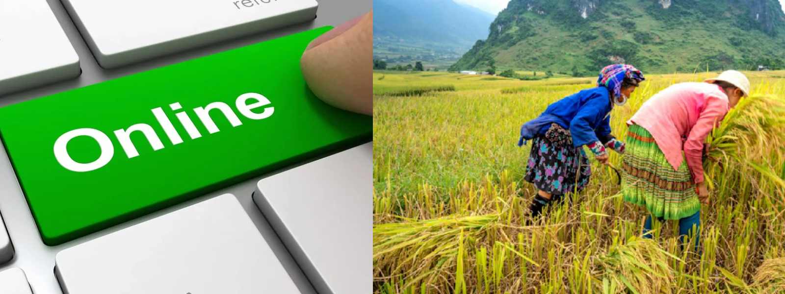 සියලු ගොවින් Online ඔස්සේ ලියාපදිංචිය ඇරඹේ...